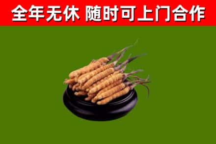 弋阳县回收冬虫夏草